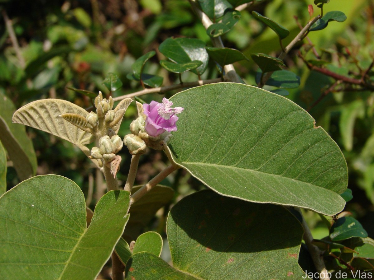 Argyreia osyrensis (Roth) Choisy